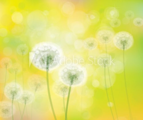 Fototapeta Wektorowy wiosny tło z białymi dandelions.