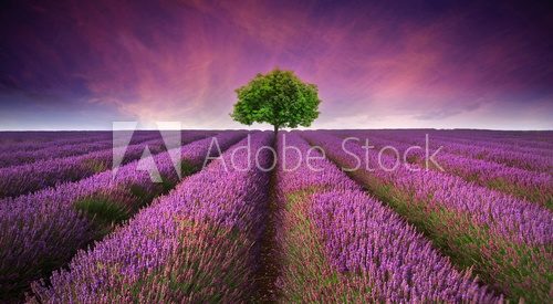Fototapeta Wieczorny spokój w lawendowym ogrodzie
