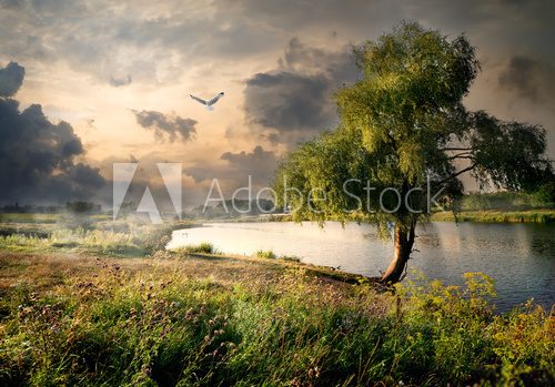 Fototapeta Wierzba i rzeka