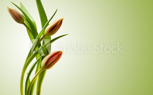 Fototapeta Wiosenna magia tulipanów 