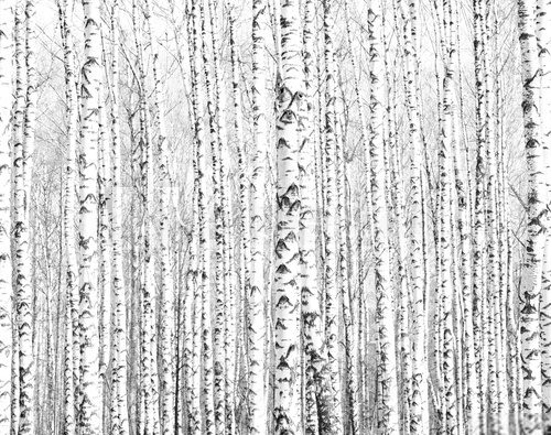 Fototapeta Wiosenne pnie drzew brzozy czarno-białe