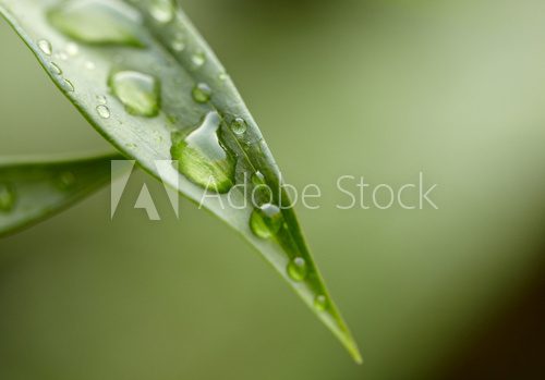 Fototapeta Z opadającą strugą deszczu