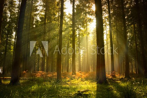 Fototapeta Zaczarowany las w promieniach słońca