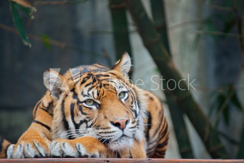 Fototapeta Zagrożony tygrys sumatrzański