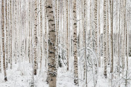 Fototapeta Zakończenie brzozy drewno w zimie w Finlandia