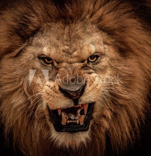 Fototapeta Zakończenie strzelający huczenie lew