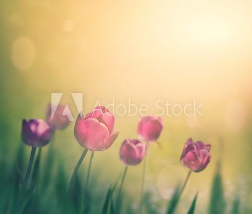 Fototapeta Zamglone tulipany. Magia natury.