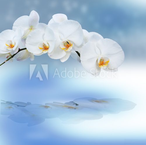 Fototapeta Zamknij się z orchidei z refleksji.