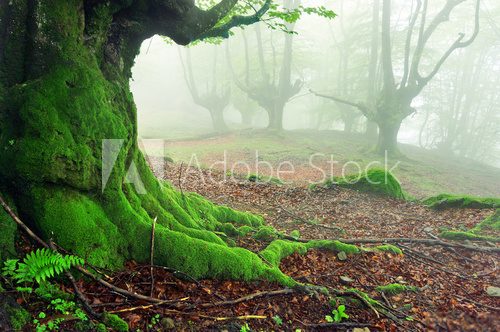 Fototapeta zbliżenie drzewa korzenie z mchu w lesie
