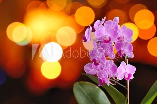 Fototapeta Zbliżenie różowa orchidea z tło pomarańczowymi światłami.