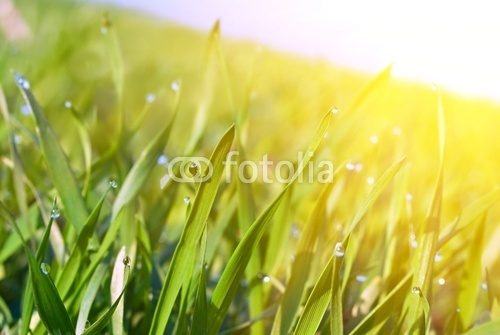Fototapeta zbliżenie zielone kiełki w promieniach słońca