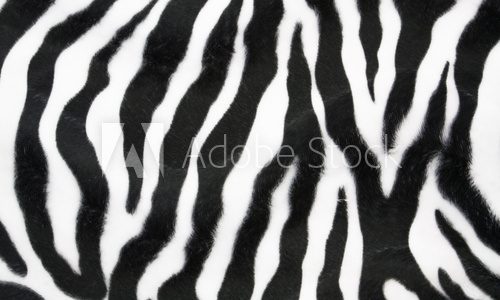 Fototapeta Zebra tekstury