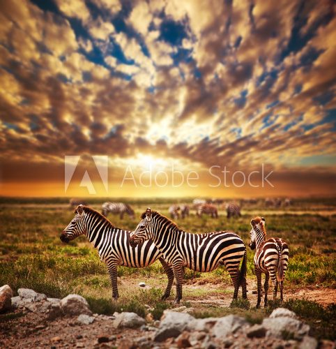 Fototapeta Zebry gromadzą się na Afrykańskiej sawannie przy zmierzchem. Safari w Serengeti