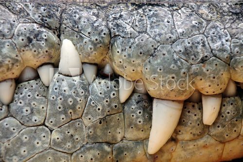 Fototapeta zęby krokodyla