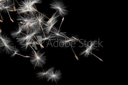 Fototapeta Ziarna dandelion, odizolowywający na czerni
