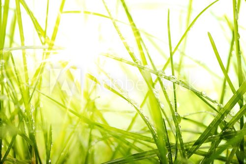 Fototapeta zielona trawa letnia i światło słoneczne