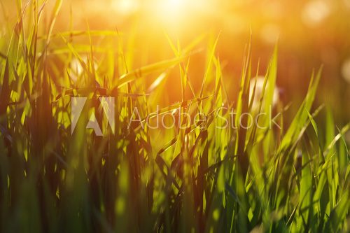 Fototapeta Zielona trawa tło