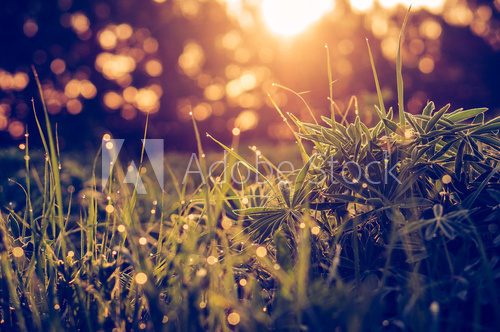 Fototapeta Zielona trawa tło makro