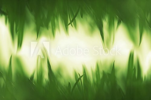 Fototapeta Zielona trawa tło wibrujący