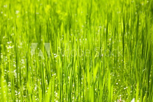 Fototapeta Zielonej trawy natury tła zbliżenie, naturalny światło dzienne
