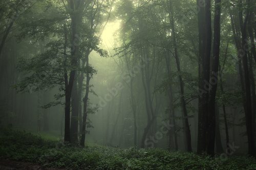Fototapeta Zielony las po deszczu