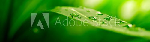 Fototapeta Zielony liść skąpany w kroplach rosy