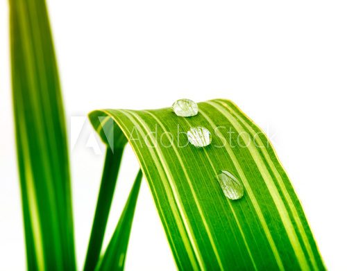 Fototapeta zielony liść z kroplami wody