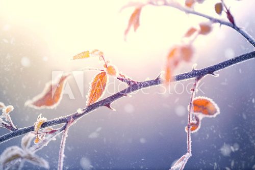 Fototapeta Zimowy charakter tła. Zamarznięta gałąź z liścia zbliżeniem