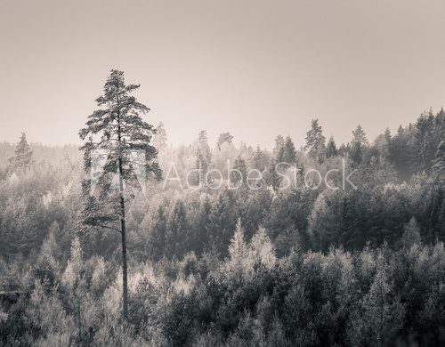 Fototapeta Zimowy las w czerni i bieli