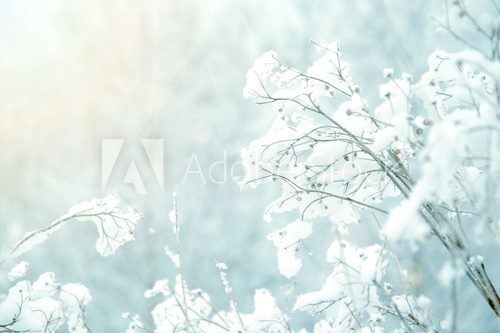 Fototapeta Zimowy pejzaż z mroźną delikatnością