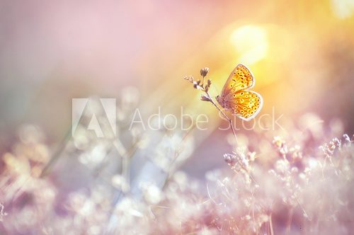 Fototapeta Złoty motyl jarzy się w słońcu przy zmierzchem, makro-. Dzika trawa na łące w lecie w promieniach złotego słońca. Romantyczny delikatny artystyczny obraz żywej przyrody.