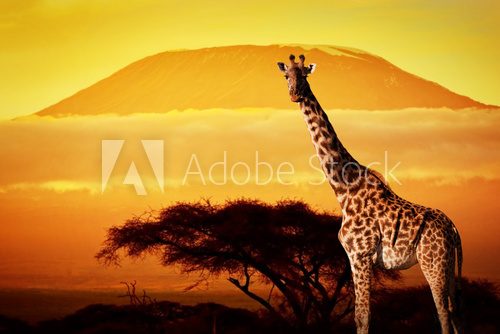 Fototapeta Żyrafa na sawannie. Mount Kilimanjaro o zachodzie słońca. Safari