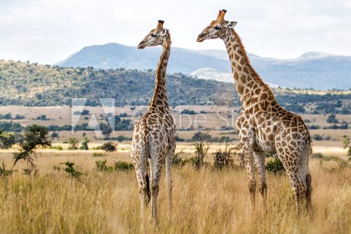 Fototapeta Żyrafy w Pilanesberg parku narodowym w Południowa Afryka