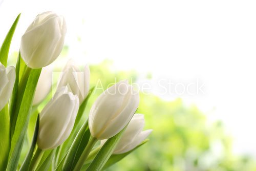 Obraz Białe tulipany