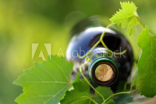 Obraz Butelka wina opleciona winoroślą
