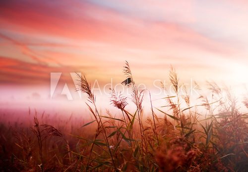 Obraz Czerwona polana osnuta mleczną mgłą