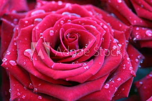 Obraz Czerwona róża z rosą