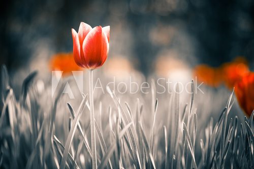 Obraz czerwony tulipan kwiat w ogrodzie wiosną