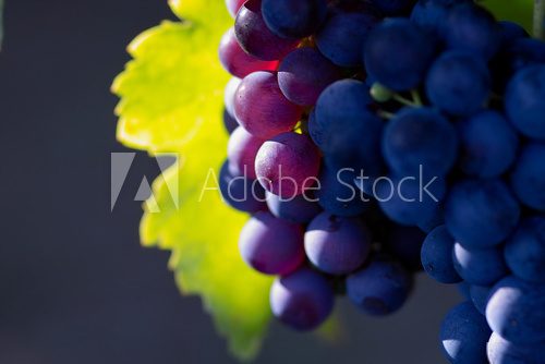 Obraz Dojrzałe winogrona w blasku słońca