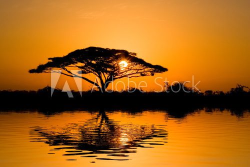 Obraz Drzewo akacji w promieniach słońca