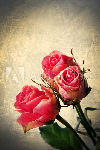 Obraz Dzikie róże - pocztówka vintage