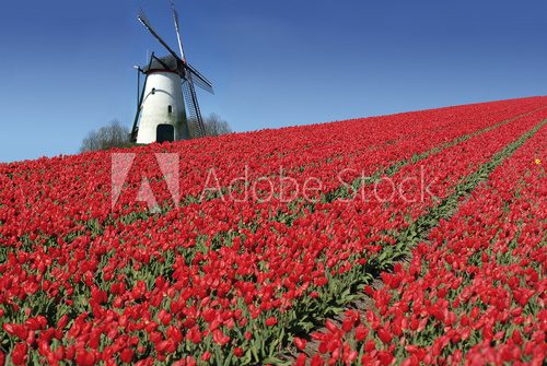 Obraz holenderski młyn i czerwone tulipany