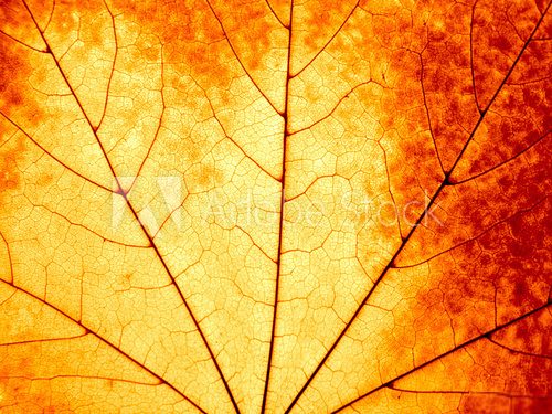 Obraz Jesienny tło - makro kolorowy liść klonowy