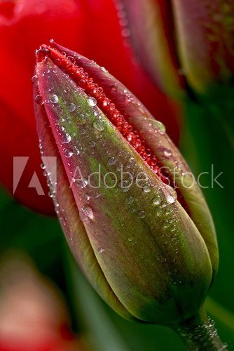 Obraz kropla wody na tulipana