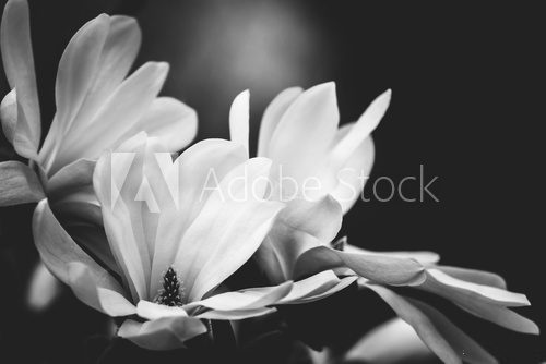 Obraz kwiat magnolii na czarnym tle