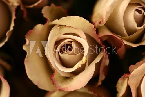 Obraz Kwiaty róży  w powiększeniu