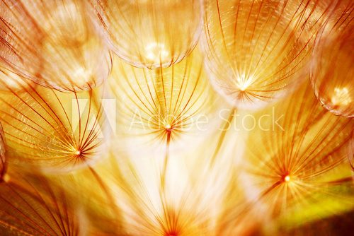 Obraz Miękki dandelion kwiat