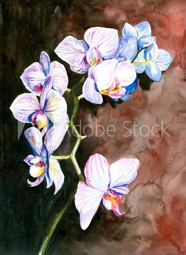 Obraz Orchid akwarela malowane.