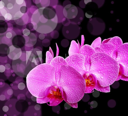 Obraz orchidea