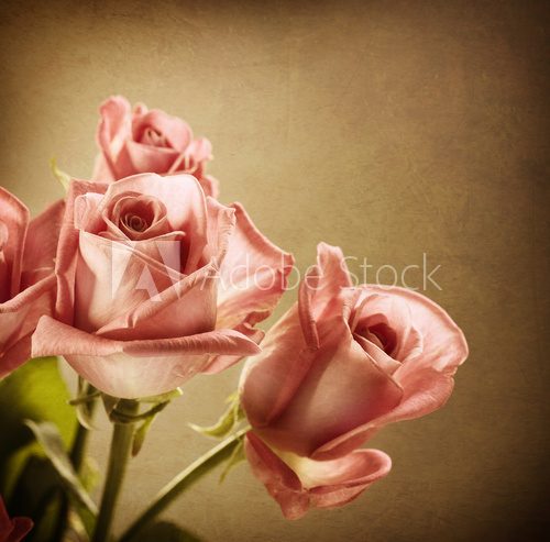 Obraz Piękne różowe róże. Vintage w stylu. Sepia toned